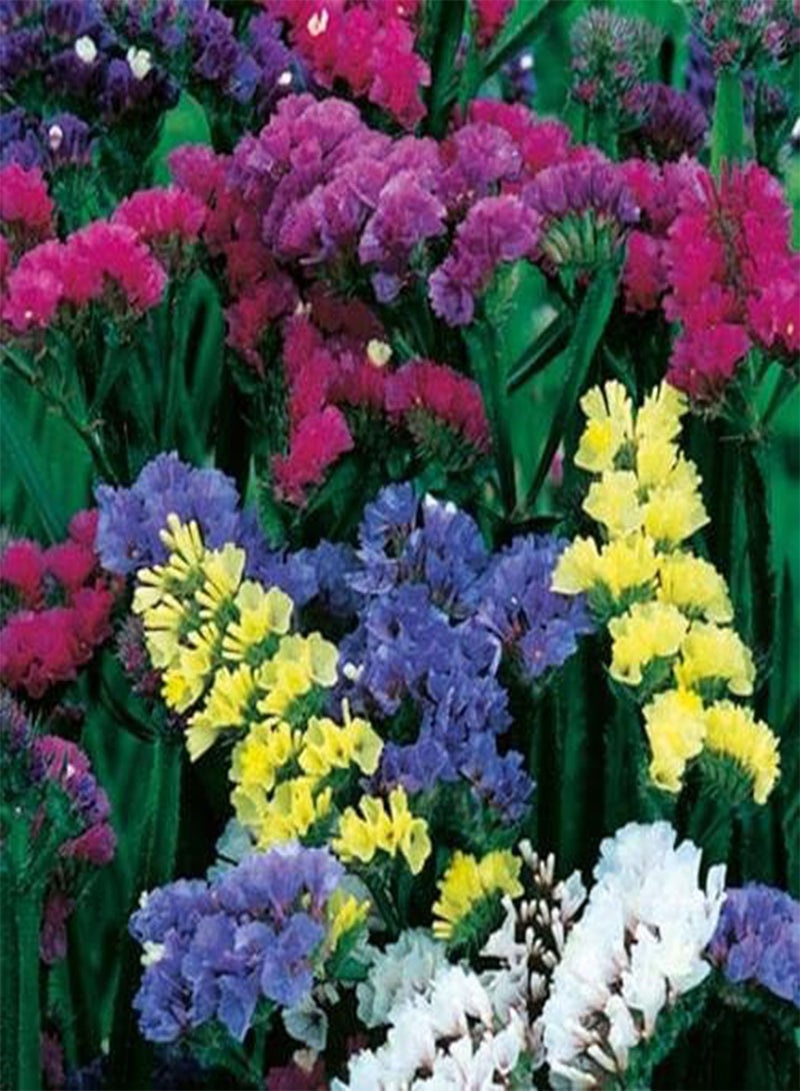 GGOOT seeds   Statice seeds   Special Mix 