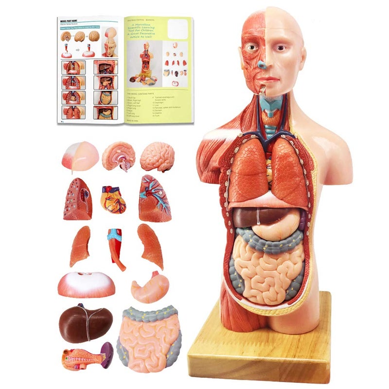 EVOTECH SCIENTIFIC EVOTECH 2025 New Human Body Model for Kids, 15 Pcs Removable 11 inch Human Torso Anatomy Model with Heart Head Skull Brain Skeleton Model, Age 4+, Preschool & School Medical Education Display - Image 1