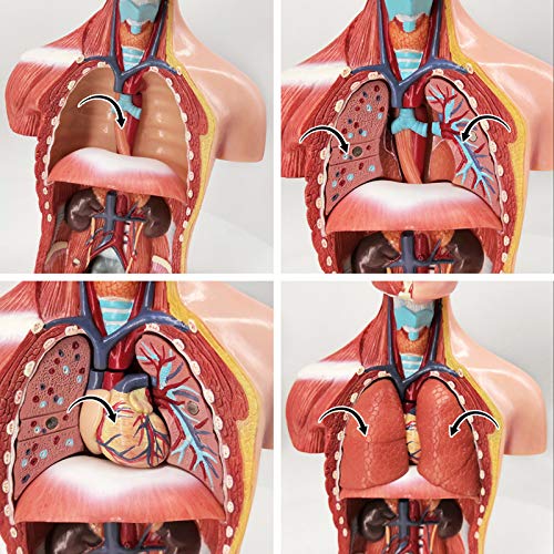 EVOTECH SCIENTIFIC EVOTECH 2025 New Human Body Model for Kids, 15 Pcs Removable 11 inch Human Torso Anatomy Model with Heart Head Skull Brain Skeleton Model, Age 4+, Preschool & School Medical Education Display - Image 3