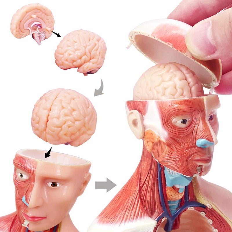 EVOTECH SCIENTIFIC EVOTECH 2025 New Human Body Model for Kids, 15 Pcs Removable 11 inch Human Torso Anatomy Model with Heart Head Skull Brain Skeleton Model, Age 4+, Preschool & School Medical Education Display - Image 2
