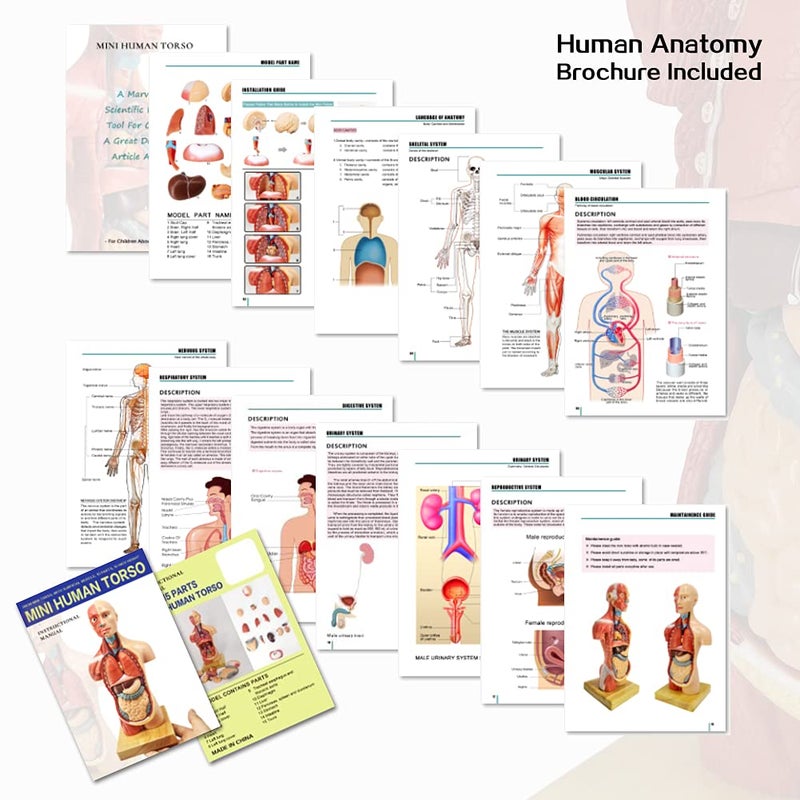 EVOTECH SCIENTIFIC EVOTECH 2025 New Human Body Model for Kids, 15 Pcs Removable 11 inch Human Torso Anatomy Model with Heart Head Skull Brain Skeleton Model, Age 4+, Preschool & School Medical Education Display - Image 4