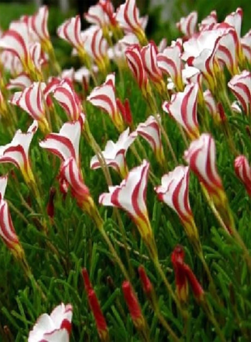 جي جوت عبوة كبيرة من 200 قطعة من بذور الحميض للحديقة المنزلية، شتلات بونساي زهرة الحميض الملونة المزخرفة للمنزل، بذور الأكساليس، مقاس واحد - Image 3