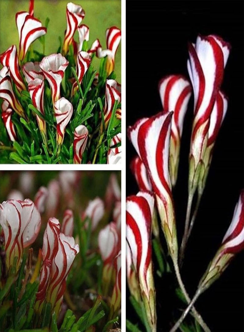 جي جوت عبوة كبيرة من 200 قطعة من بذور الحميض للحديقة المنزلية، شتلات بونساي زهرة الحميض الملونة المزخرفة للمنزل، بذور الأكساليس، مقاس واحد - Image 1