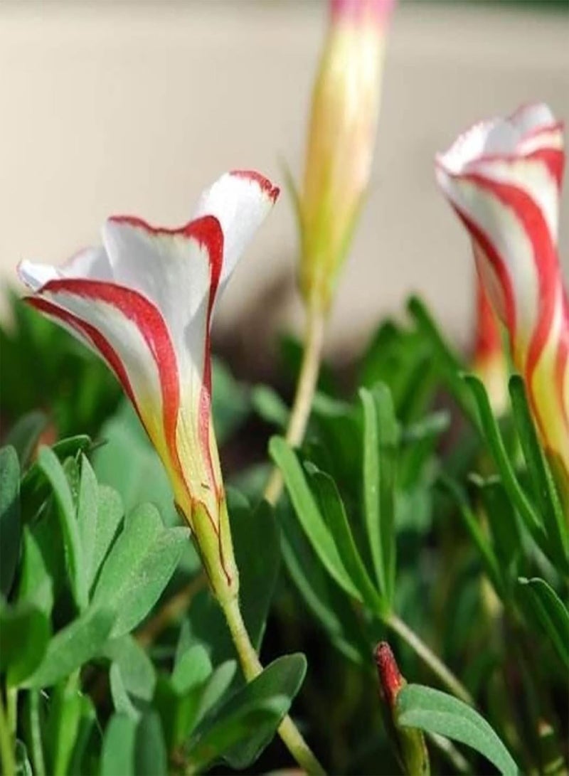 جي جوت عبوة كبيرة من 200 قطعة من بذور الحميض للحديقة المنزلية، شتلات بونساي زهرة الحميض الملونة المزخرفة للمنزل، بذور الأكساليس، مقاس واحد - Image 4