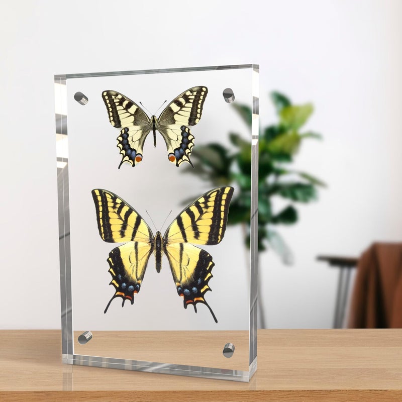 laapee 8x10 Inches Acrylic Picture Frames 3 Pack  Double Sided Magnetic Photo Frames Free Standing on Desk or Table Clear Picture Frames - Image 4