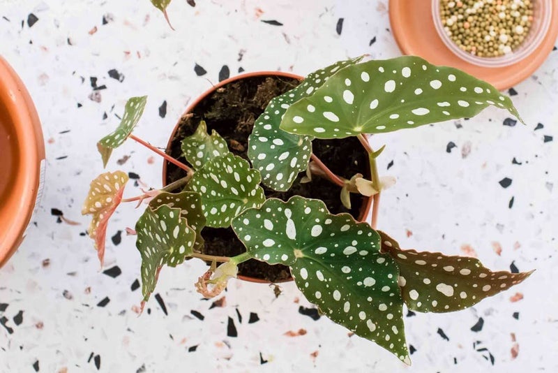 Creative Farmer Angel Wing Begonia Home/Office Décor - Image 2