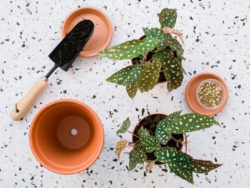 Creative Farmer Angel Wing Begonia Home/Office Décor - Image 3