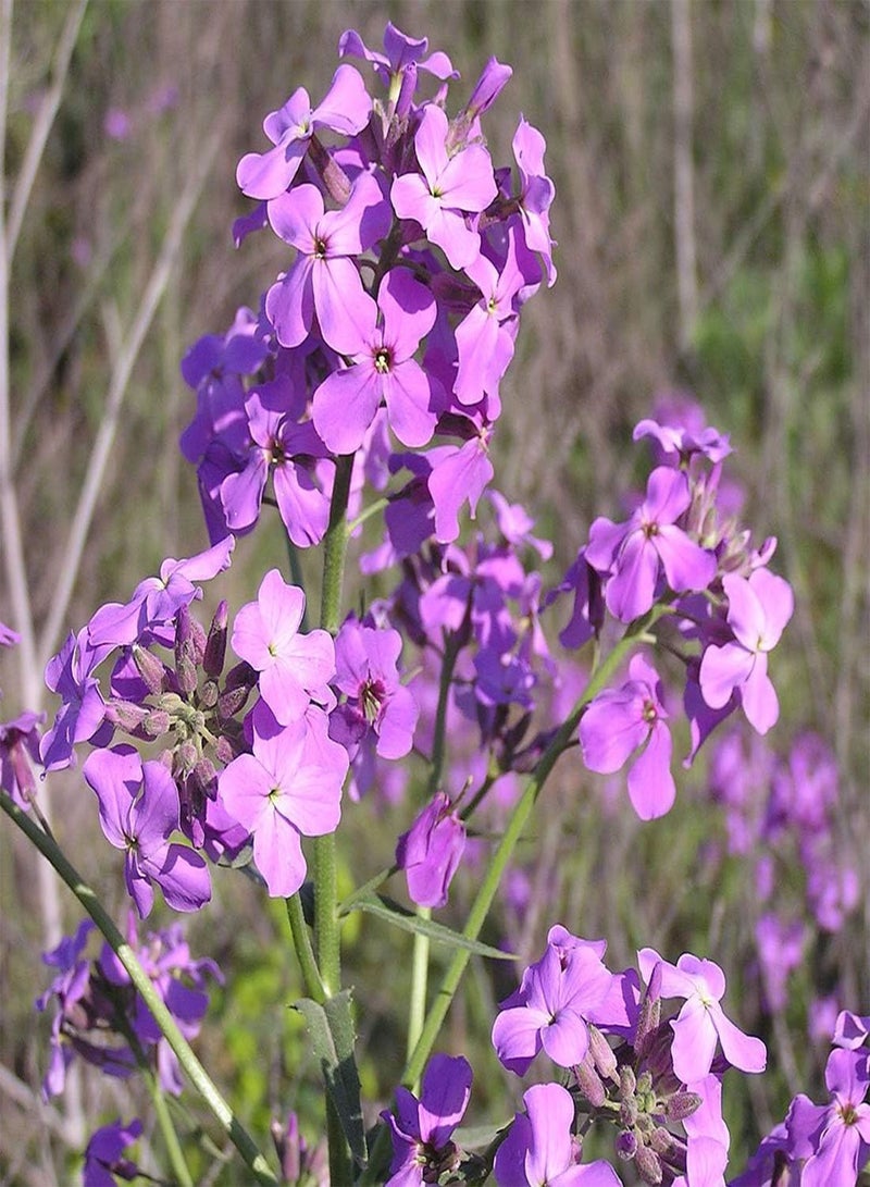 GGOOT Sweet Rocket 'Purple' - Hesperis matronalis Flower Seeds, Also Known as Dame's Rocket Home Garden Planting by Heavy Torch, 500 Seeds