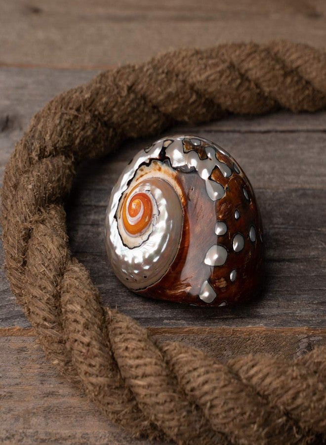 Nautical Crush Trading Hermit Crab Shells | Turbo Shells | African Sarmaticus Turbo Shell 2"-2.5" | Shell Opening Size 1”-1.25” | Hermit Crab House for Décor | Plus Free Nautical eBook by Joseph Rains - Image 5