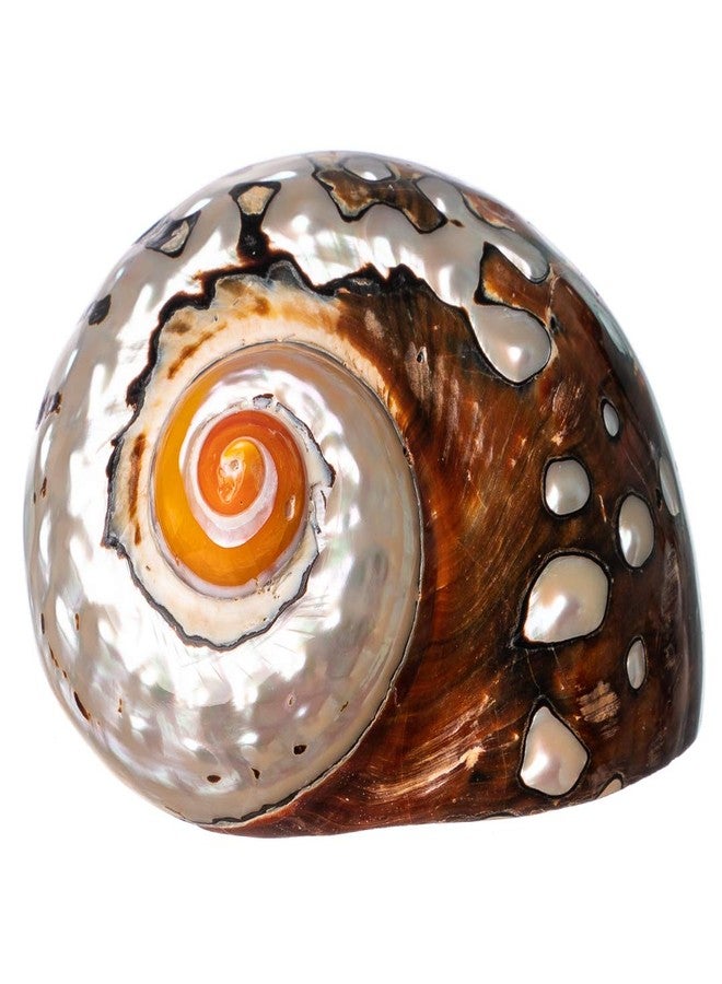 Nautical Crush Trading Hermit Crab Shells | Turbo Shells | African Sarmaticus Turbo Shell 2"-2.5" | Shell Opening Size 1”-1.25” | Hermit Crab House for Décor | Plus Free Nautical eBook by Joseph Rains - Image 1