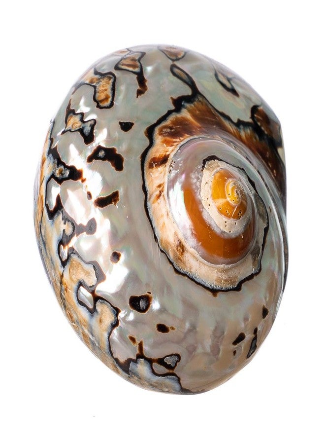 Nautical Crush Trading Hermit Crab Shells | Turbo Shells | African Sarmaticus Turbo Shell 2"-2.5" | Shell Opening Size 1”-1.25” | Hermit Crab House for Décor | Plus Free Nautical eBook by Joseph Rains - Image 2