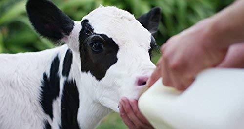 HI-TECH Milk Feeding Bottle for Calf (2 L), Pack of 1, White colour - Image 5