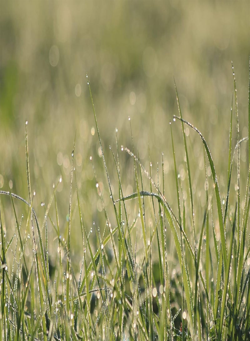 GGOOT Traditional Meadow Grass Seed Mix Specially Mixed Grasses Perfect for Mixing with Wildflowers to Create Your Own Wild Flower Meadows (3g) 