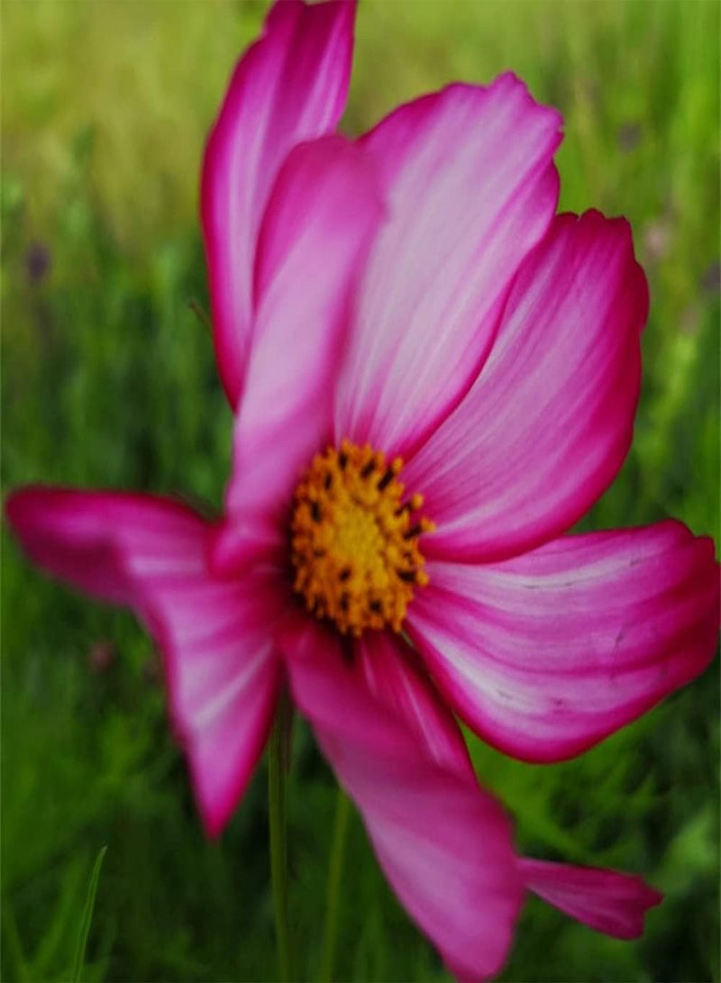 GGOOT 200Pcs Cosmos Seeds Blooming Beautiful Generous Flowers Decorate Garden Courtyard Create A Natural Gardening Landscape Loved by Gardeners - Image 2