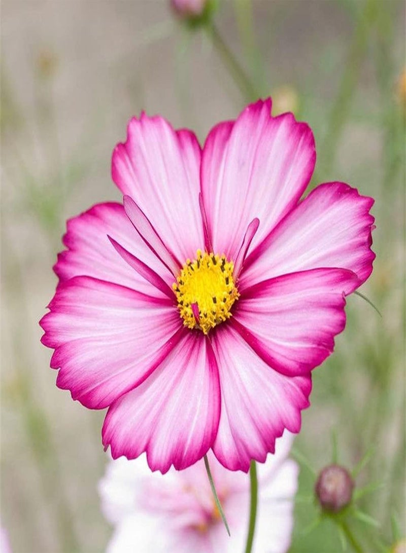 GGOOT 200Pcs Cosmos Seeds Blooming Beautiful Generous Flowers Decorate Garden Courtyard Create A Natural Gardening Landscape Loved by Gardeners - Image 1