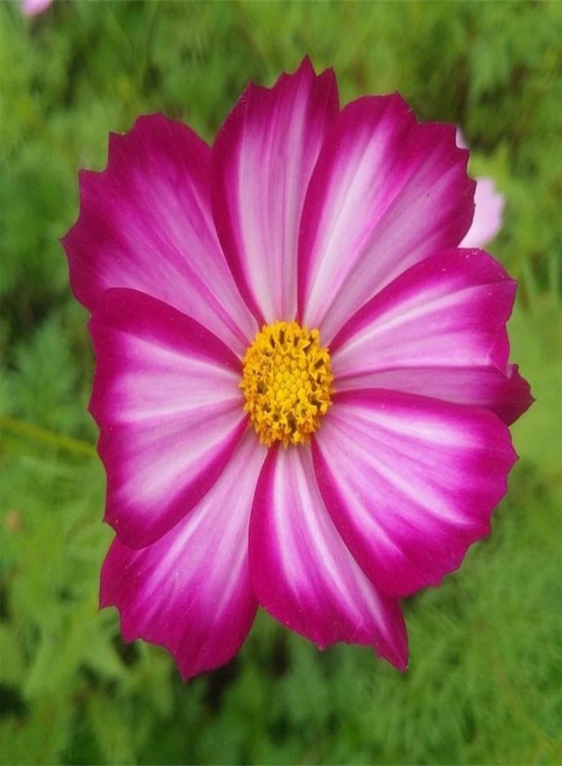 GGOOT 200Pcs Cosmos Seeds Blooming Beautiful Generous Flowers Decorate Garden Courtyard Create A Natural Gardening Landscape Loved by Gardeners - Image 3