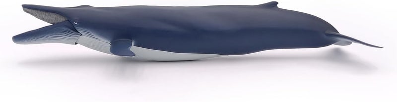 Papo  Blue Whale  Figurine Marine Animals  3 Years Old  Cetaceans and Marine Mammals  Hand Painted  Durable Educational Toy  385 x 17 x 75 cm  Childrens Toy  Gift Idea  Blue Whale Toy - Image 5