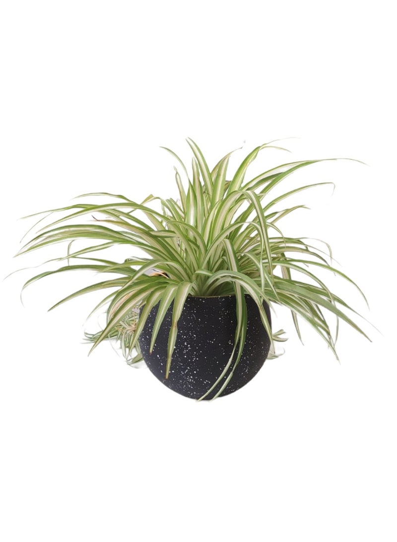 Shatla Shop Spider Plant with black terrazzo pot  - Image 1
