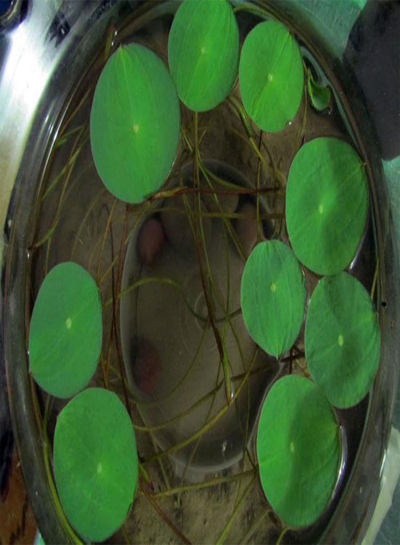 GGOOT 50 Pieces of Lotus Seeds, Indoor Lotus Seeds, Potted Lotus Seeds, Ornamental Plants, Various Lotus Flowers, Beautiful and Charming,50 PCS  - Image 5
