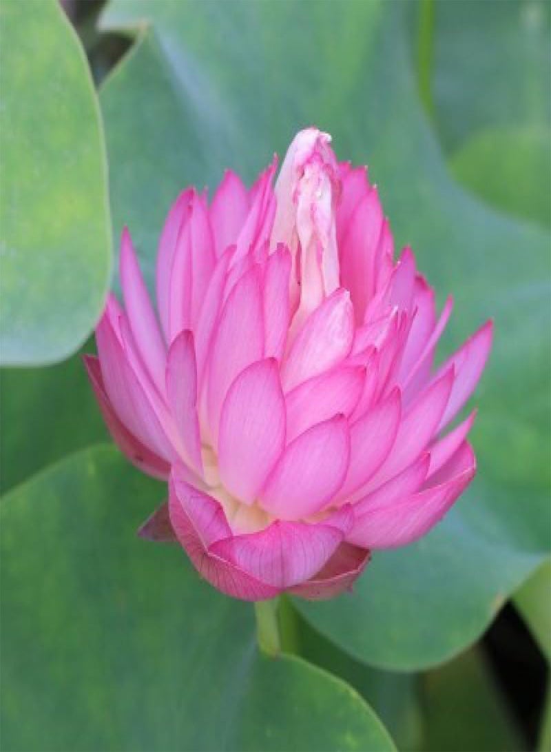 GGOOT 50 Pieces of Lotus Seeds, Indoor Lotus Seeds, Potted Lotus Seeds, Ornamental Plants, Various Lotus Flowers, Beautiful and Charming,50 PCS  - Image 2