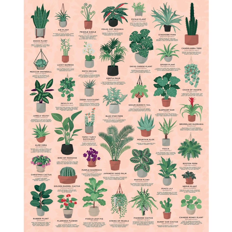 Ridley's Ridleys Games House Plants 1000Piece Jigsaw Puzzle  Perfect for Plant Owners with Over 30 Unique Plants  Perfect Room Dcor Once Completed  Storage Tube Included - Image 2