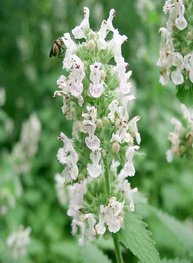 GGOOT seeds 50 Catnip Seeds Pack Gardens & Pots Aromatic Bush Plants UK Nepeta Cataria Catmint - Image 4