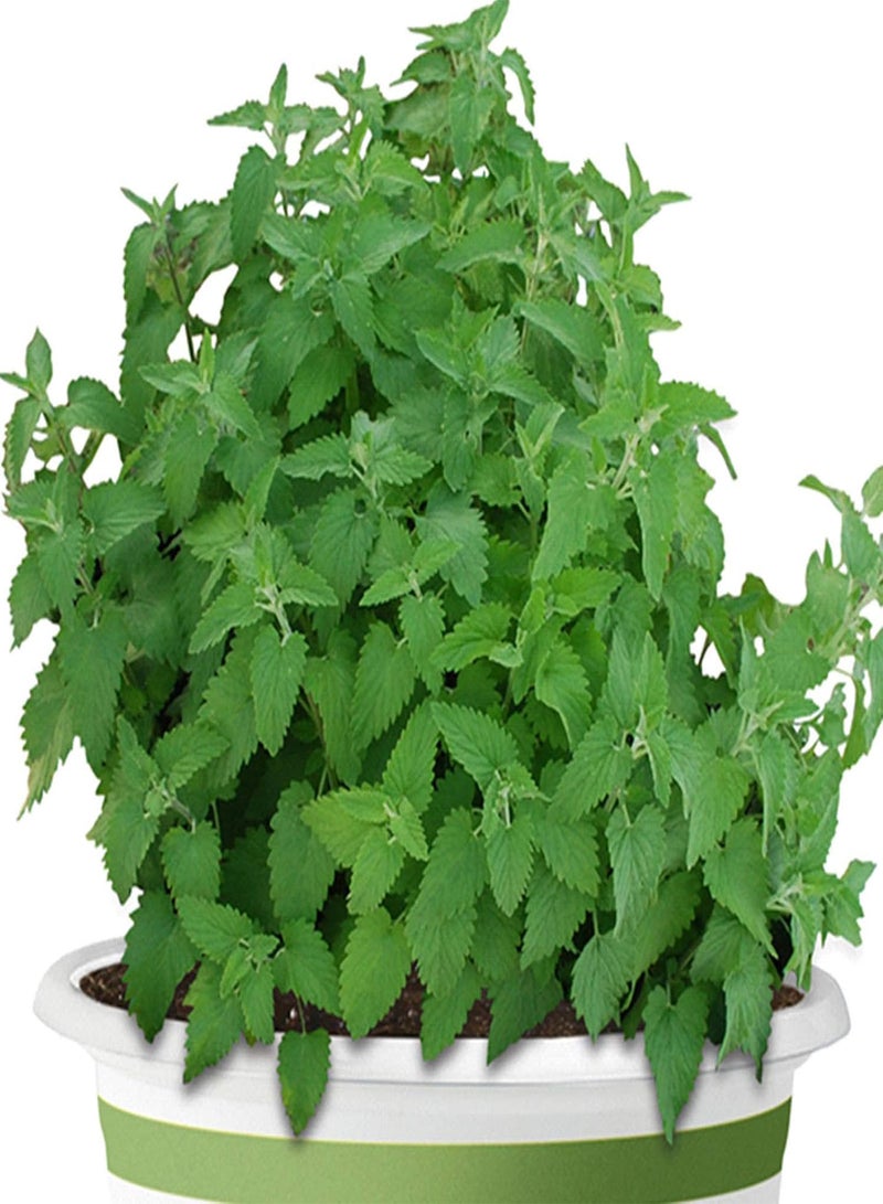 GGOOT seeds 50 Catnip Seeds Pack Gardens & Pots Aromatic Bush Plants UK Nepeta Cataria Catmint - Image 1