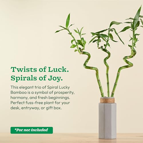 Ugaoo Lucky Bamboo Stick Indoor Plant | Live Bamboo Plant for Home, Office Desk, Balcony & Table Decor - Pack of 3 - Image 3