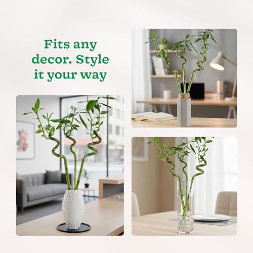 Ugaoo Lucky Bamboo Stick Indoor Plant | Live Bamboo Plant for Home, Office Desk, Balcony & Table Decor - Pack of 3 - Image 4