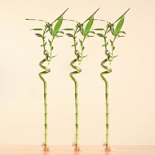 Ugaoo Lucky Bamboo Stick Indoor Plant | Live Bamboo Plant for Home, Office Desk, Balcony & Table Decor - Pack of 3 - Image 1