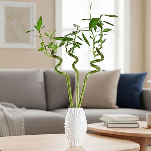 Ugaoo Lucky Bamboo Stick Indoor Plant | Live Bamboo Plant for Home, Office Desk, Balcony & Table Decor - Pack of 3 - Image 2