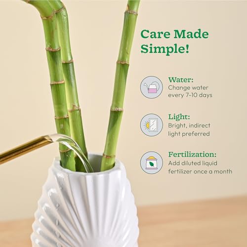 Ugaoo Lucky Bamboo Stick Indoor Plant | Live Bamboo Plant for Home, Office Desk, Balcony & Table Decor - Pack of 3 - Image 5