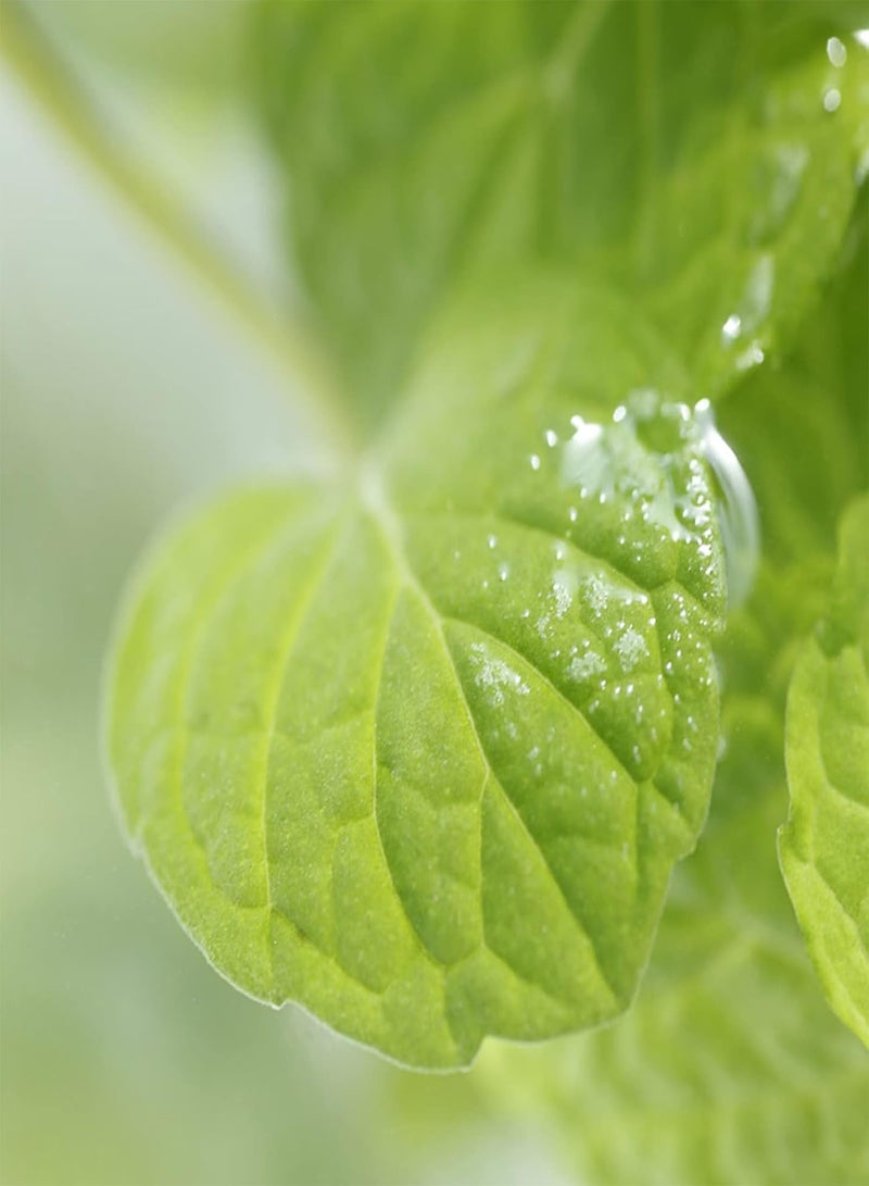 جي جوت ١٠٠ بذور نعناع | نباتات معمرة للحديقة المنزلية، شتلات نعناع وريحان متنوعة للحديقة، بذور ريحان، حجم واحد - Image 5