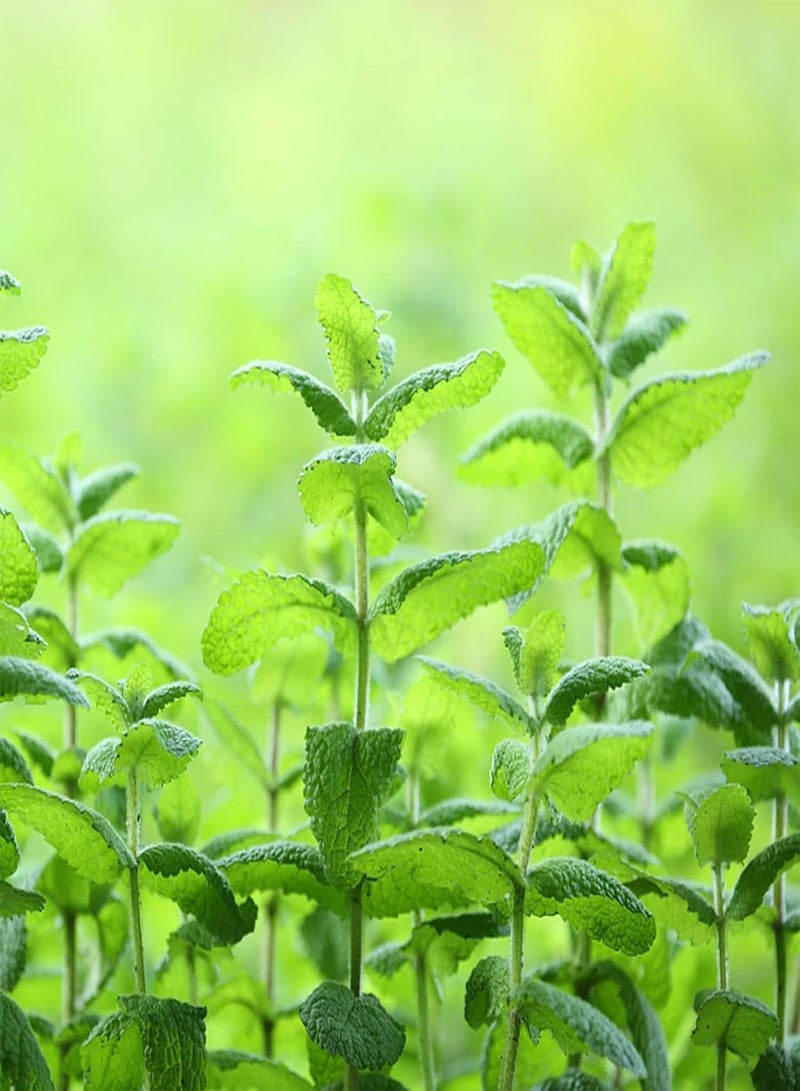 جي جوت ١٠٠ بذور نعناع | نباتات معمرة للحديقة المنزلية، شتلات نعناع وريحان متنوعة للحديقة، بذور ريحان، حجم واحد - Image 3