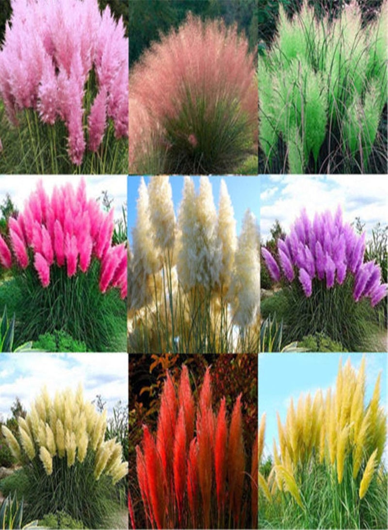 جي جوت 200 قطعة من بذور عشب البامباس كورتاديريا سيلوانا بألوان متنوعة، مناسبة لديكور الحدائق - 200 قطعة من بذور عشب البامباس بألوان متنوعة - Image 1