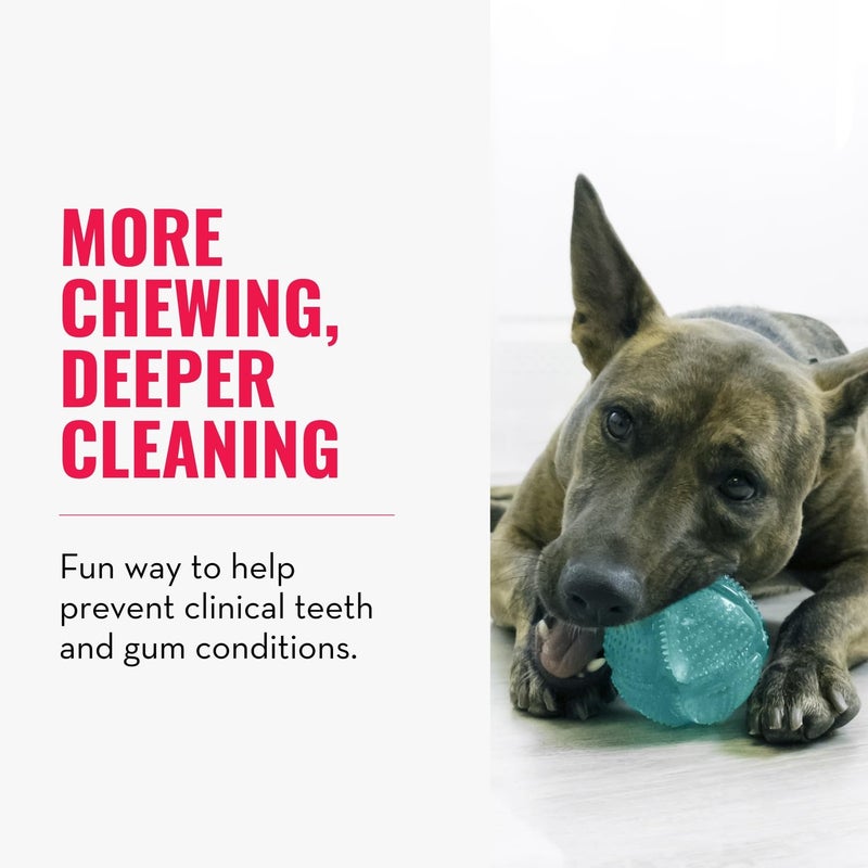 KONG Squeezz Dental Ball - Dog Toy for Cleaning Teeth - Flexible Chew Toy for Gentle & Mild Chewers - for Medium/Large Dogs - Image 3