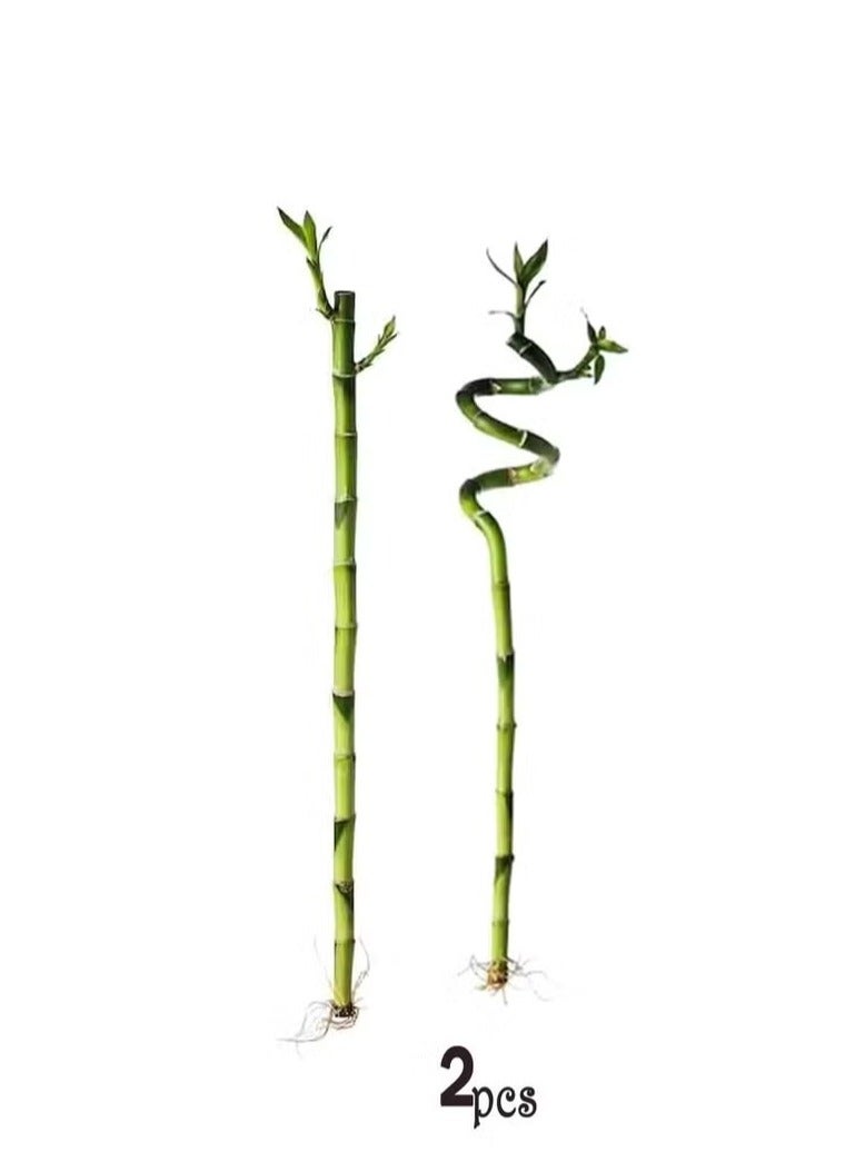 نبات الخيزران الطبيعي2 حبه - Image 1