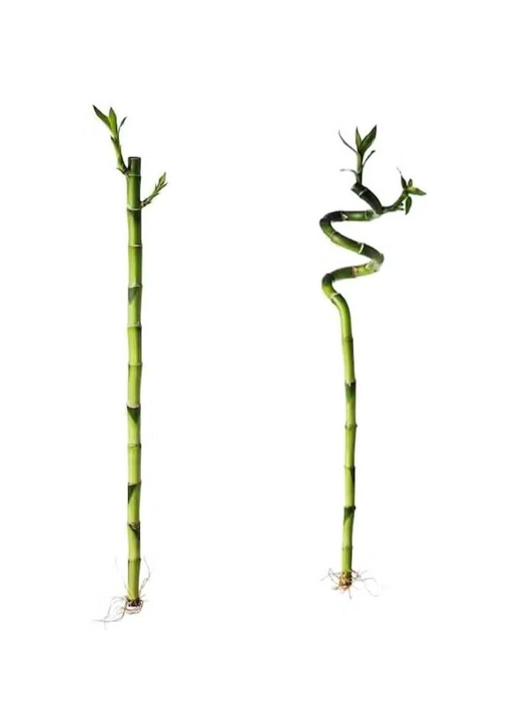 نبات الخيزران الطبيعي2 حبه - Image 2