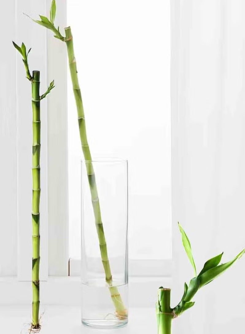 نبات الخيزران الطبيعي2 حبه - Image 3