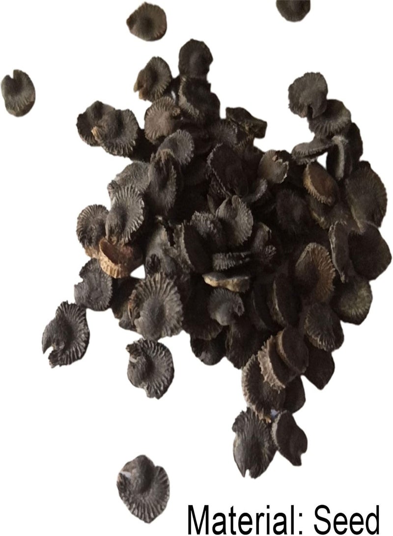 GGOOT 100Pcs/Bag Blue Flower Seed Rare High Yield Seed Plants Potted Bonsai Seed for Garden Seed for Courtyard - Image 4