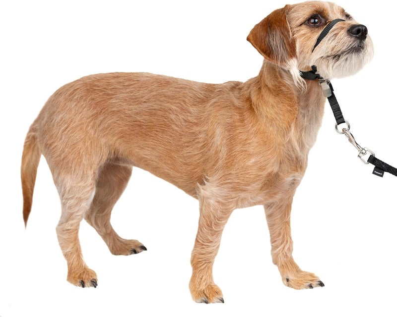 PetSafe Gentle Leader Headcollar - No-Pull Dog Collar for Leash & Harness Training - Small, Black - Image 1