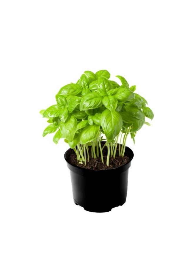 Basil, With Pot, UAE