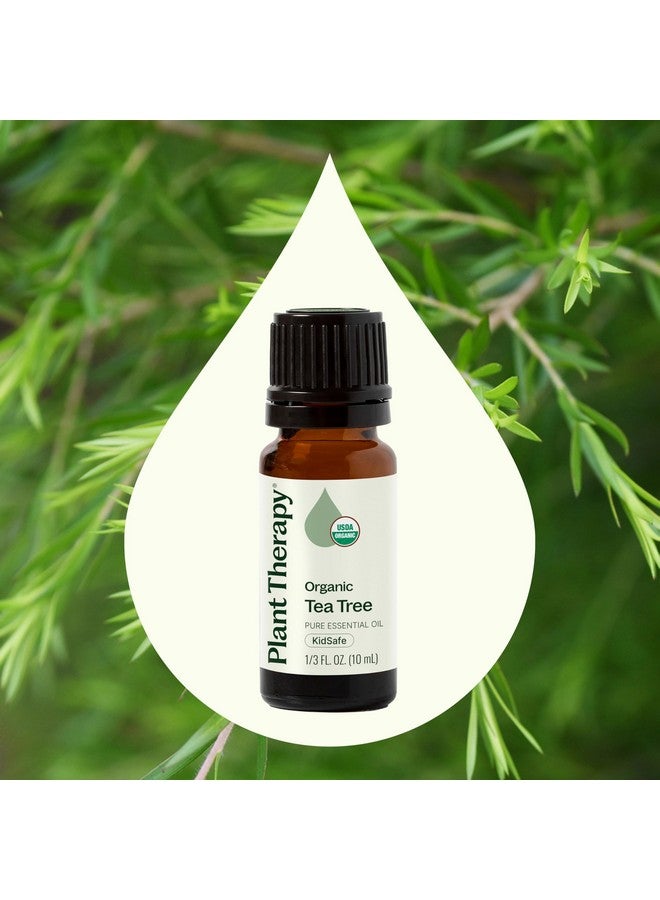 Plant Therapy Organic Tea Tree Oil (Melaleuca) 100% Pure, USDA Certified Organic, Undiluted, Natural Aromatherapy for Skin, Hair, and Toenails, Therapeutic Grade 10 mL (1/3 oz) - Image 2
