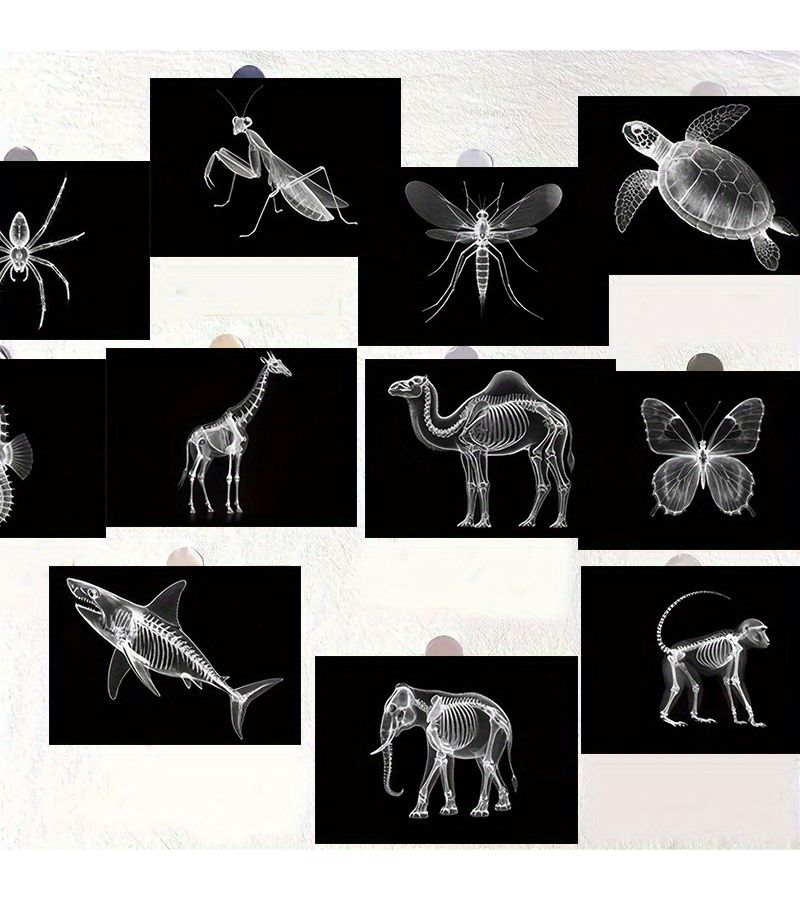 20 Pcs 4x6 Inch Animal Skeleton Postcards Set For Home Office And Classroom Decor - Image 1
