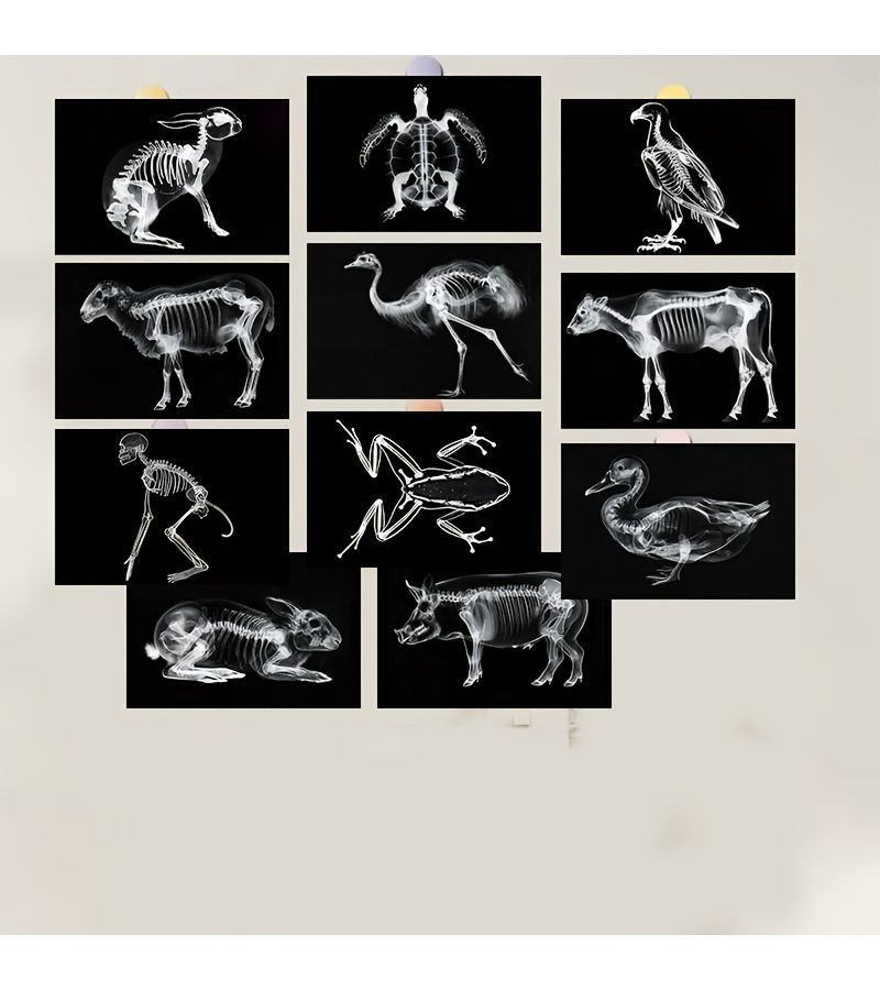 20 Pcs 4x6 Inch Animal Skeleton Postcards Set For Home Office And Classroom Decor - Image 5