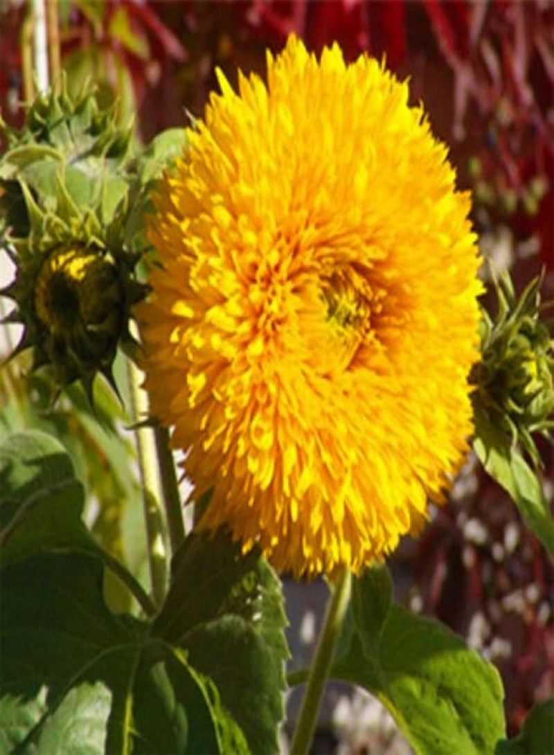 جي جوت 200 قطعة من بذور زهرة عباد الشمس المزدهرة المعطرة للحديقة بذور زهرة دوار الشمس للحديقة - Image 4