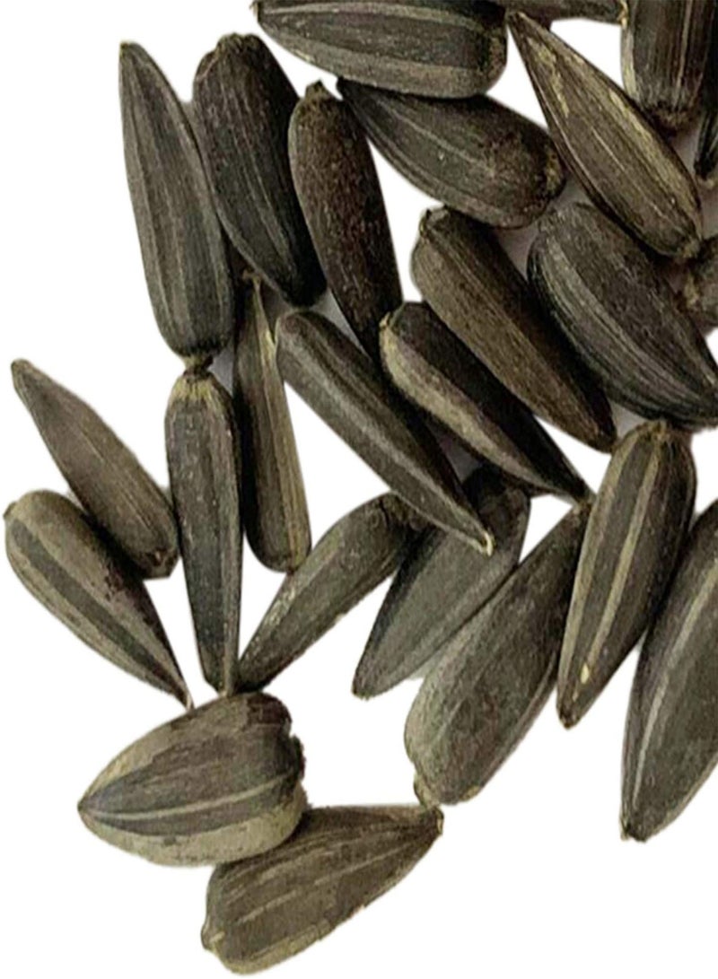 جي جوت 200 قطعة من بذور زهرة عباد الشمس المزدهرة المعطرة للحديقة بذور زهرة دوار الشمس للحديقة - Image 5