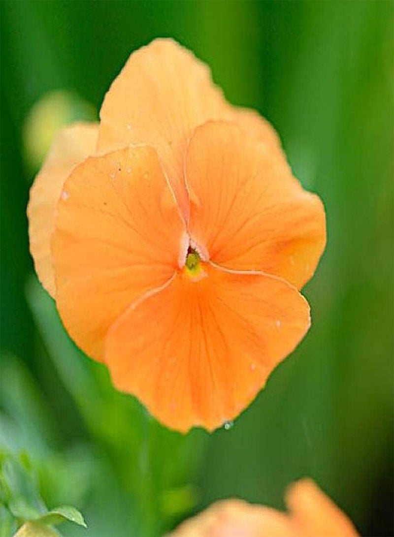 جي جوت 100 قطعة من بذور البانسيز المختلطة سهلة الزراعة، زهور الربيع المبكرة الشهيرة بألوان زاهية وفترة ازدهار طويلة مناسبة لترتيب أكواب الزهور أو لحافة الحديقة - Image 3