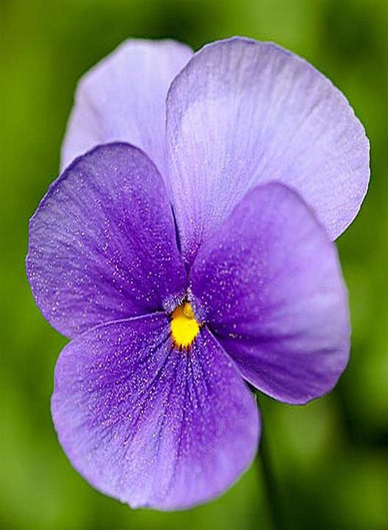 جي جوت 100 قطعة من بذور البانسيز المختلطة سهلة الزراعة، زهور الربيع المبكرة الشهيرة بألوان زاهية وفترة ازدهار طويلة مناسبة لترتيب أكواب الزهور أو لحافة الحديقة - Image 4