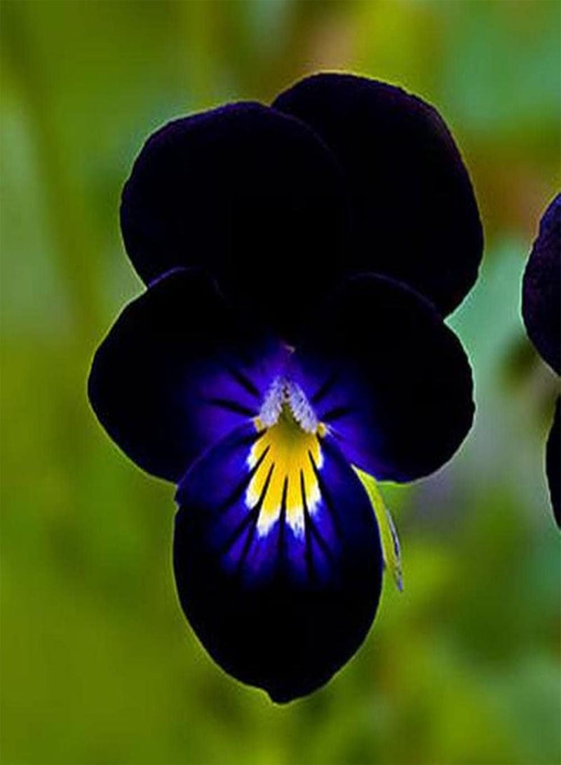 جي جوت 100 قطعة من بذور البانسيز المختلطة سهلة الزراعة، زهور الربيع المبكرة الشهيرة بألوان زاهية وفترة ازدهار طويلة مناسبة لترتيب أكواب الزهور أو لحافة الحديقة - Image 1